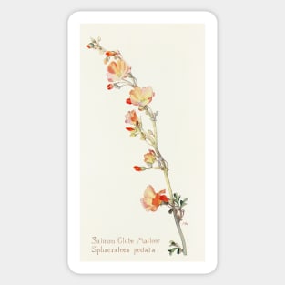 Munro's Globemallow - Botanical Illustration Sticker